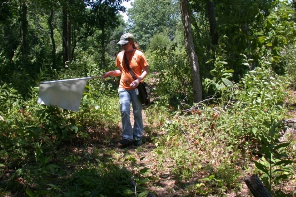 A student walks through a forest, carrying a net.