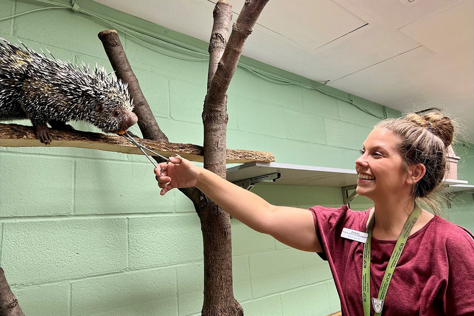 Protecting the Pack At The Saint Louis Zoo