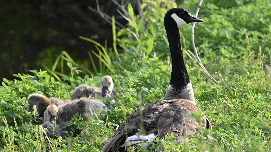 A goose in Forest Park