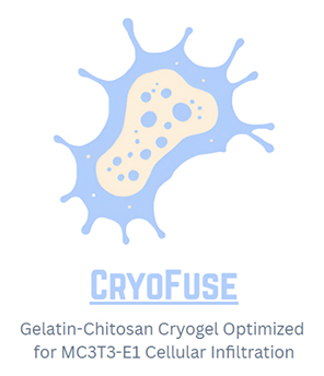 Gelatin-Chitosan Cryogels Optimized for Cell Seeding/Infiltration/Growth