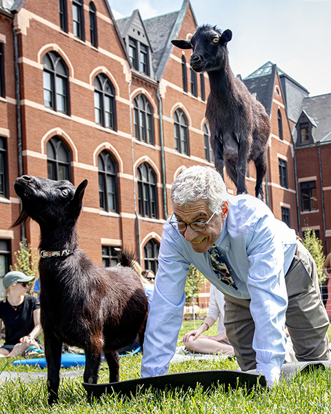 Pestello, in a shirt and tie, is on his hands and knees with a goat on his back and another goat standing next to him, during a goat yoga session in SLU's quad. 
